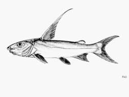 Image of Catfish