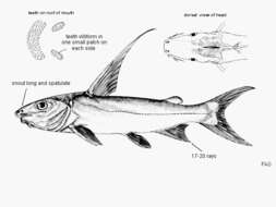 Image of Catfish