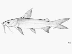 Image of Catfish