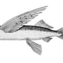 Image of Short-nosed flying fish