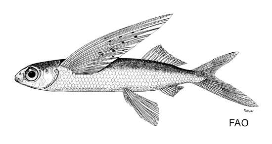 Image of Short-nosed flying fish