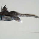 Image of Japanese spotted ratfish