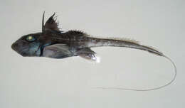 Image of Japanese spotted ratfish