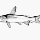 Image of Beardless sea catfish