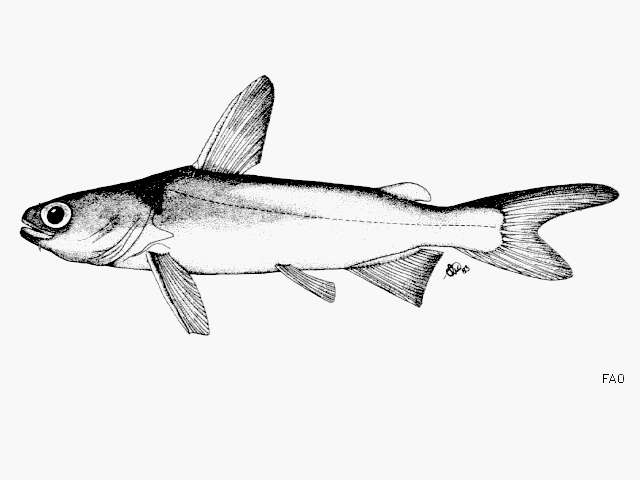 Image of Beardless sea catfish