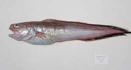 Image of Cusk eel