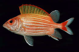 Image of Yellow-striped Squirrelfish