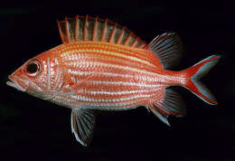 Image of Yellow-striped Squirrelfish