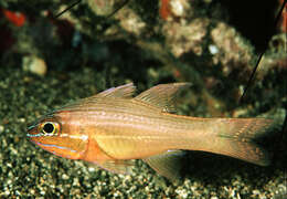 Image of Apogon chrysotaenia