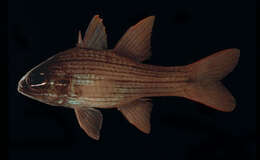 Image of Apogon chrysotaenia