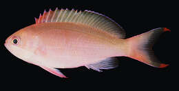 Image of Red-bar anthias