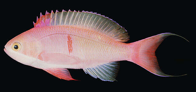 Image of Red-bar anthias