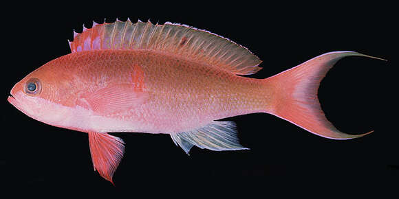 Image of Red-bar anthias