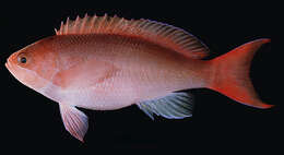 Image of Red-bar anthias