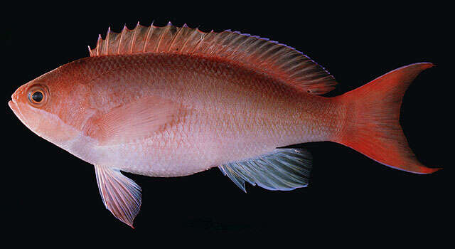 Image of Red-bar anthias