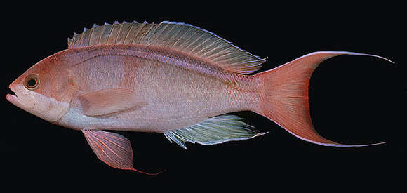 Image of Red-bar anthias