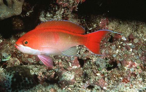 Image of Red-bar anthias