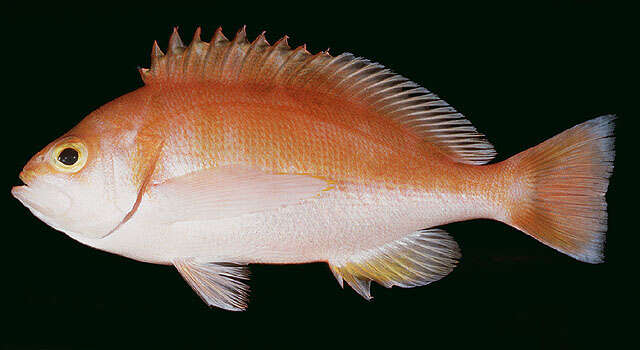 Image of Schlegel&#39;s red bass