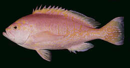 Image of Schlegel&#39;s red bass