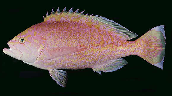 Image of Schlegel&#39;s red bass