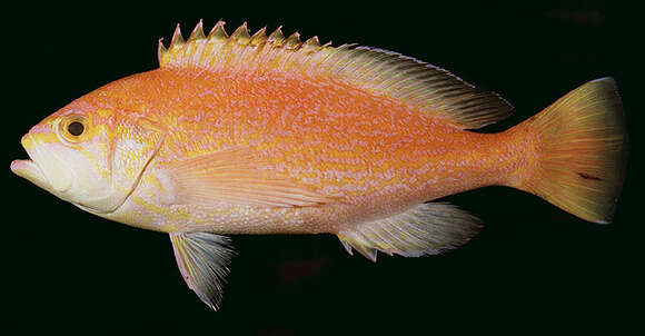 Image of Schlegel&#39;s red bass