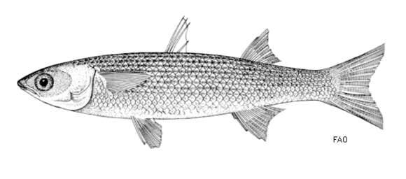 Image of Leaping African mullet