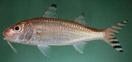 Image of Brownband goatfish