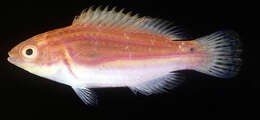 Image of Laboute&#39;s fairy-wrasse