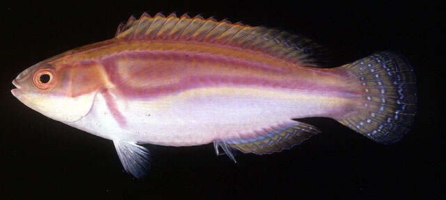 Image of Laboute&#39;s fairy-wrasse