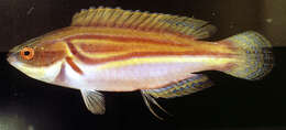 Image of Laboute&#39;s fairy-wrasse