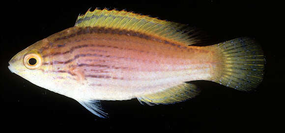 Image of Lavender fairy-wrasse