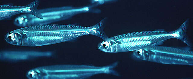 南洋美銀漢魚的圖片
