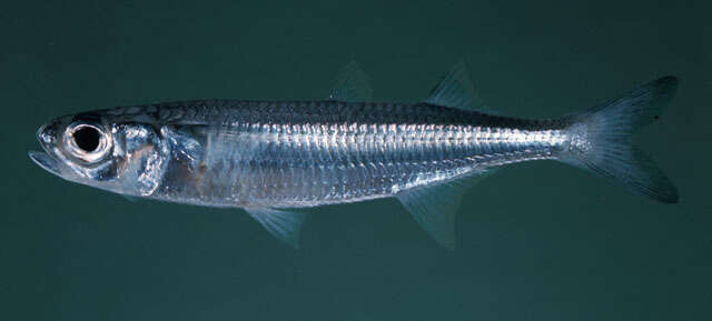 Image of hardyhead silverside