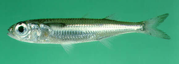 Image of hardyhead silverside