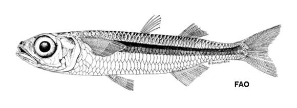 Image of hardyhead silverside