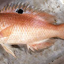 Image of Blackspot pigfish