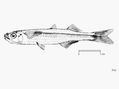 Image of Pricklenose silverside