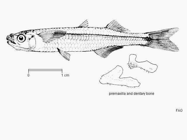 Image of Pricklenose silverside