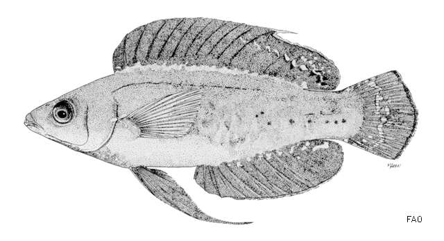 Sivun Cirrhilabrus rubripinnis Randall & Carpenter 1980 kuva