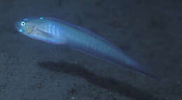 Image of Robust ribbon-goby