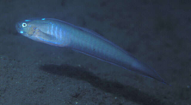 Image of Robust ribbon-goby