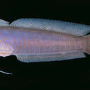 Image of Blue-barred ribbon goby