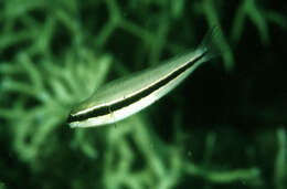 Image of Black-ribbon harptail blenny