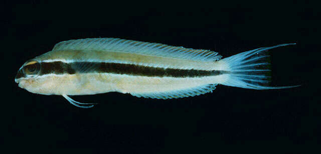 Image of Black-ribbon harptail blenny