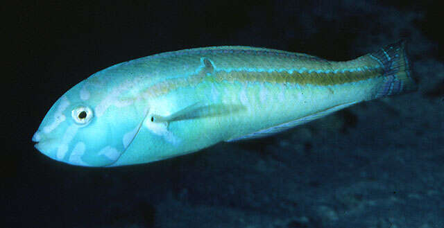 Image of Ceylon wrasse