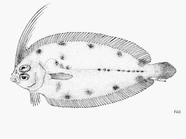 Sivun Arnoglossus macrolophus Alcock 1889 kuva