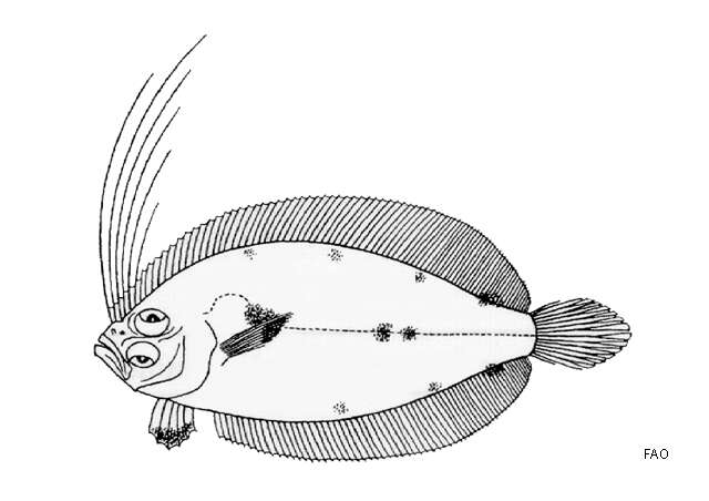 Sivun Arnoglossus macrolophus Alcock 1889 kuva