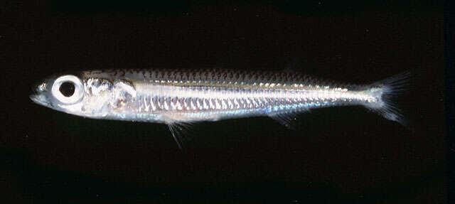 Image of Samoan hardyhead