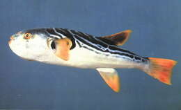 Image of Yellowfin Puffer