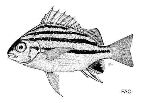 Слика од Pomadasys andamanensis McKay & Satapoomin 1994